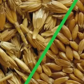 Пшеница (Спельта) ECO