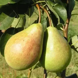 Саженцы груши Духмяная