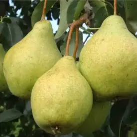 Саженцы груши Просто Мария