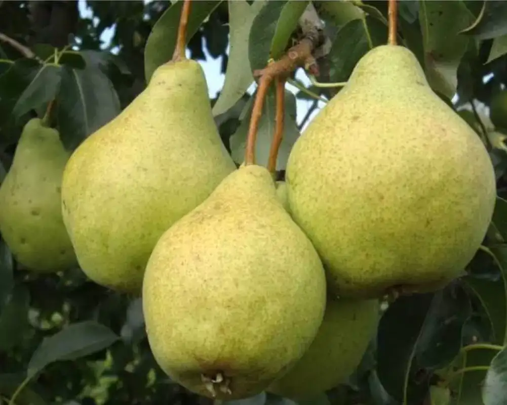 Саженцы груши Просто Мария