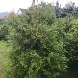 Туевик поникающий