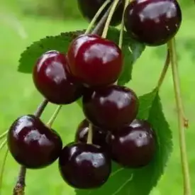 Саженцы вишни Ласуха