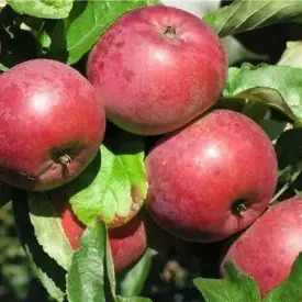 Саженцы яблони Алеся