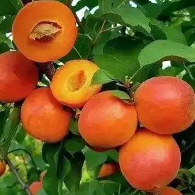 Саженцы абрикоса Цунами