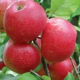 Саженцы яблони Хани Крисп