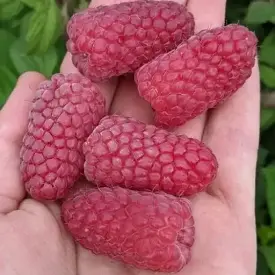 Саженцы малины Пшехиба