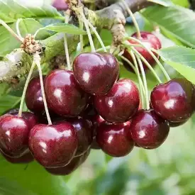 Саженцы черешни Ревна