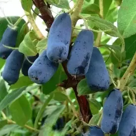Саженцы жимолости Синяя Птица