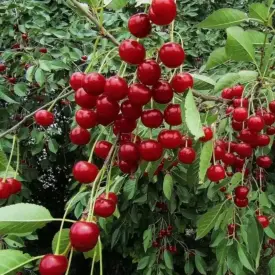 Саженцы вишни Гриот Серидко