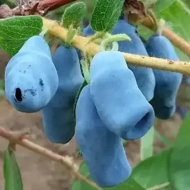 Саженцы жимолости Югана