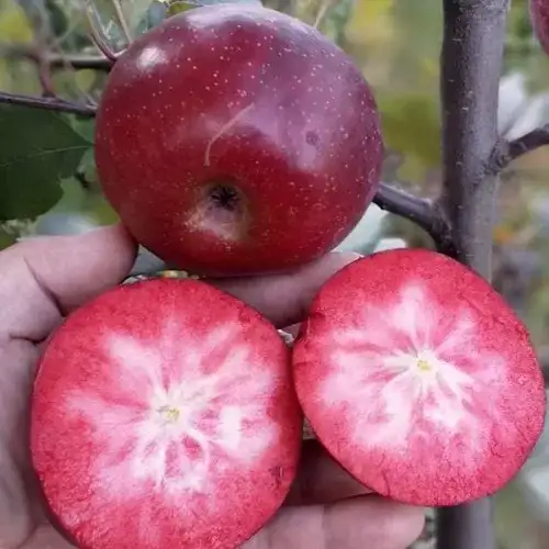 Саженцы яблони Байя Мариса