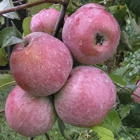 Саженцы яблони Зорка