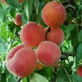 Саженцы персика Рилайнс