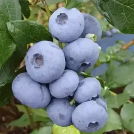 Саженцы голубики Джерси