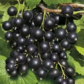 Саженцы смородины Юбилейная Копаня