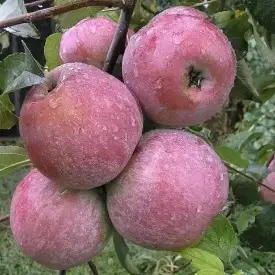 Саженцы яблони Зорка