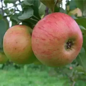 Саженцы яблони Медуница