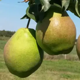 Саженцы груши Большая летняя