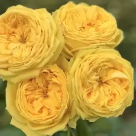 Саженцы розы Лемон Помпон