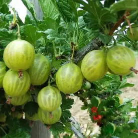 Саженцы крыжовника Берилл