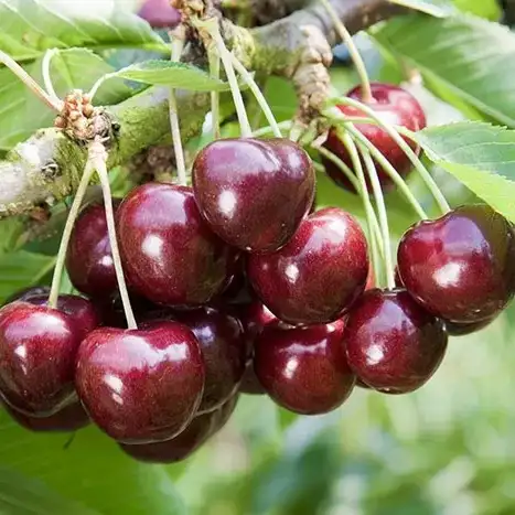 Саженцы черешни Ревна