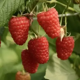 Саженцы малины Энросадира (ремонтантная)
