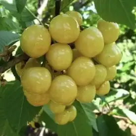 Саженцы черешни Брянская желтая