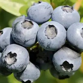 Саженцы голубики Нортблю