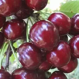 Саженцы вишни Уйфехертой Фюртош