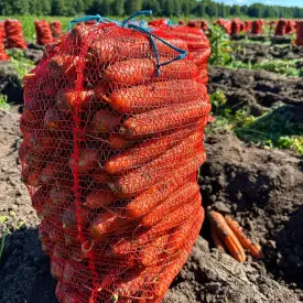 Морковь