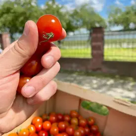 Томат Черри
