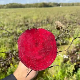 Свекла