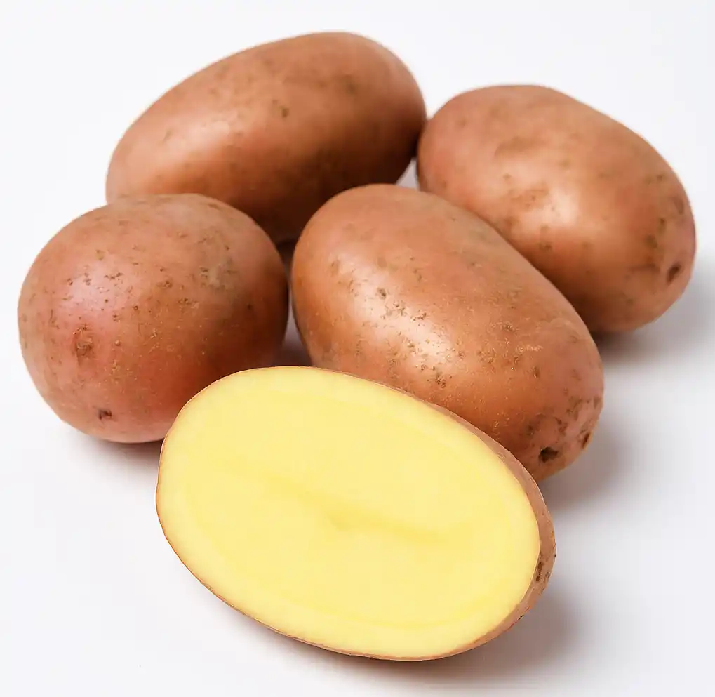 Картофель «Вектор"