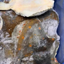 Камбала свежемороженная