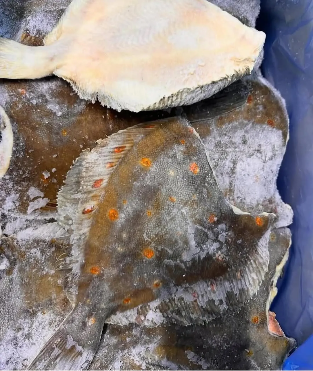 Камбала свежемороженная