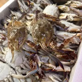 Рыбная продукция