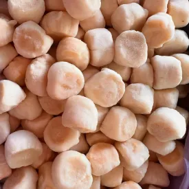 Гребешки Дальневосточные