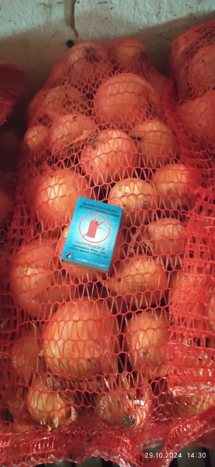 Лук репчатый фото 2