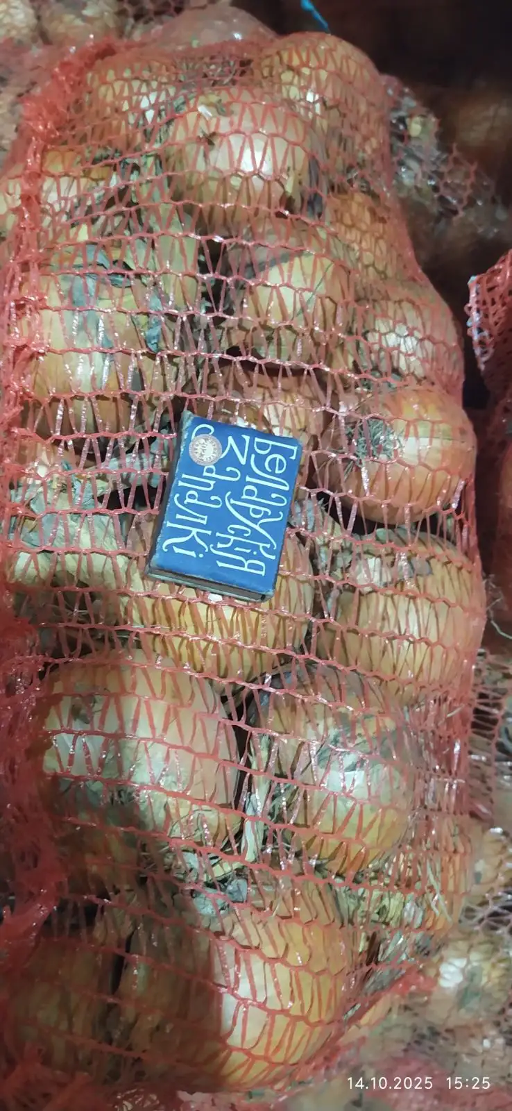 Лук репчатый фото 4