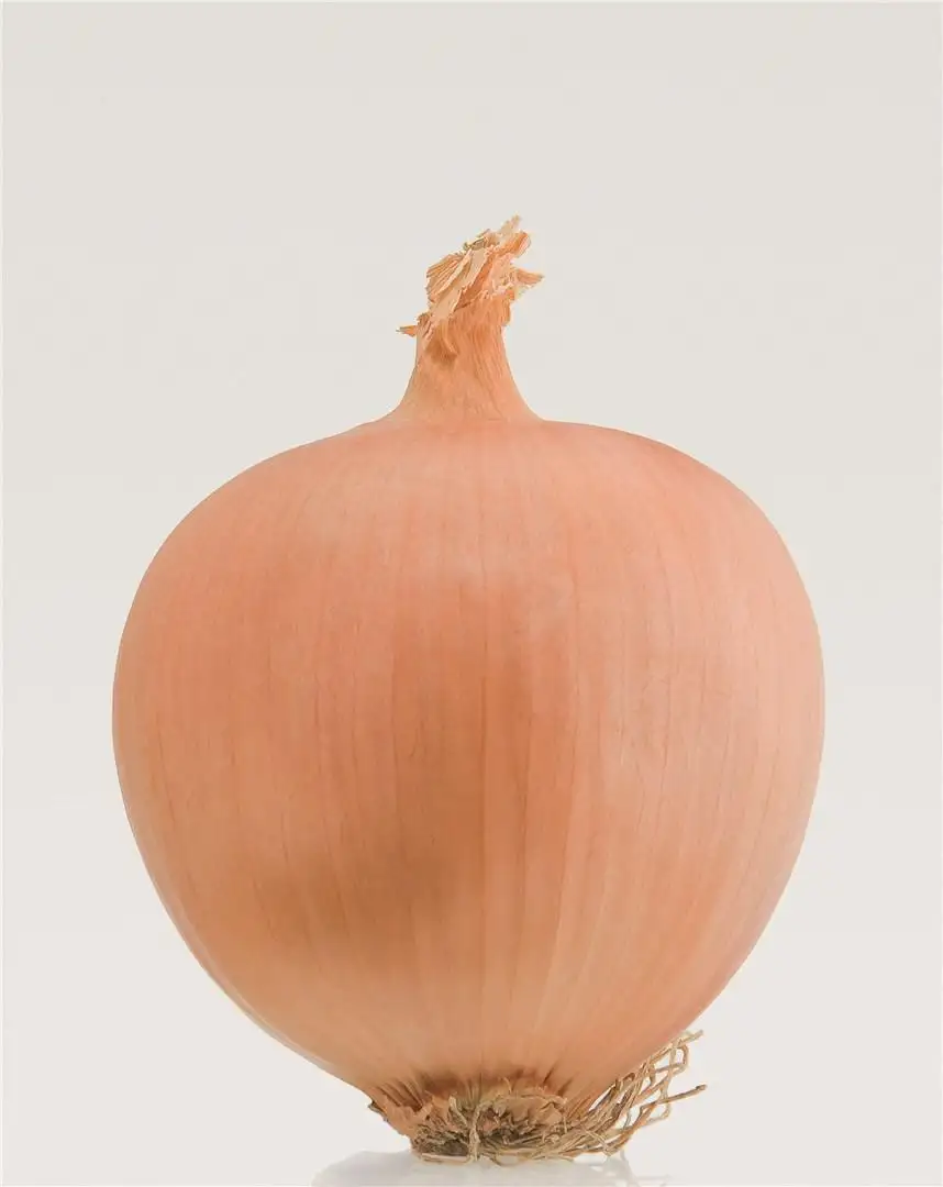 Лук репчатый фото 5