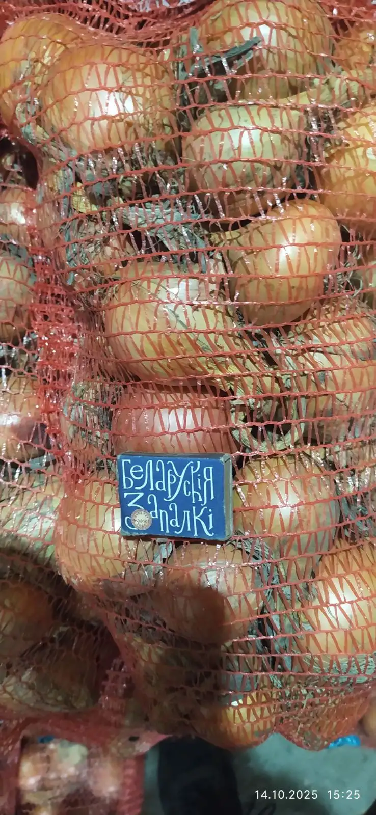 Лук репчатый фото 3