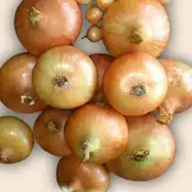 Лук «Ветразь» (на перо)