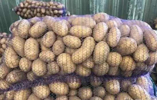 Картофель «Королева Анна»