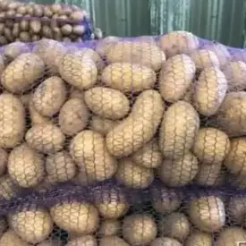 Картофель «Королева Анна»