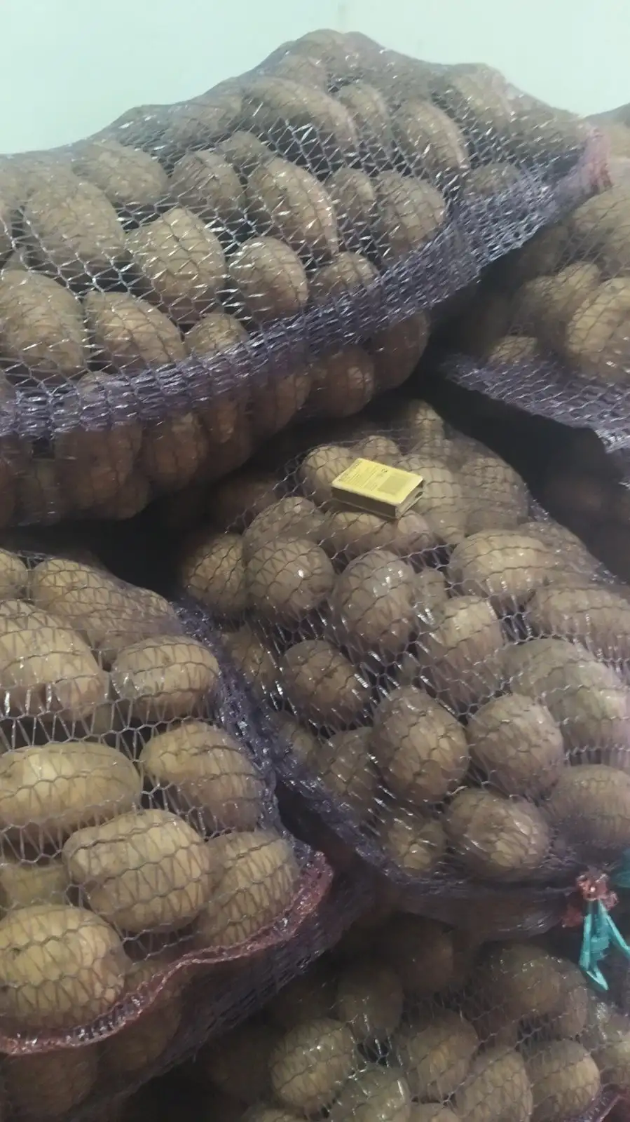 Картофель «Гала" фото 1