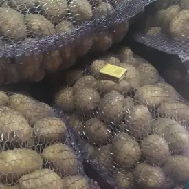 Картофель «Гала"