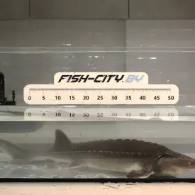 Осетр ленский живой, 1000-1500 г, РБ