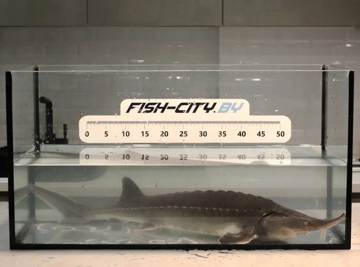 Осетр ленский живой, 1000-1500 г, РБ