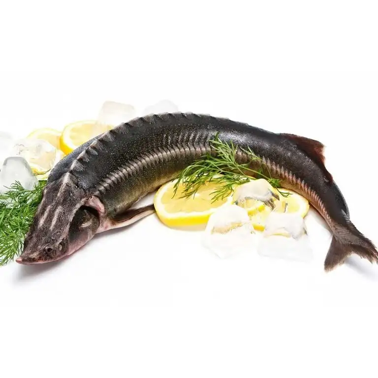 Рукал (ленка) живой, 1500-3000 г, РБ