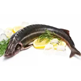 Рукал (ленка) живой, 1500-3000 г, РБ